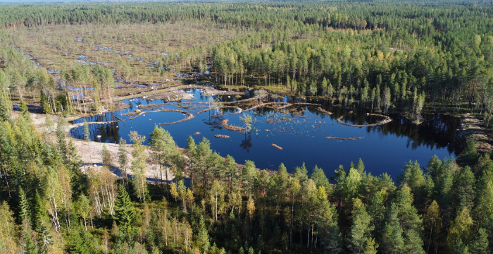 Ilmakuva kosteikosta, ympärillä harvapuustoista suota ja metsää.