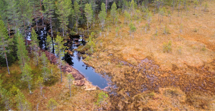 Suon ja metsän rajamaata, jossa tulviva oja.