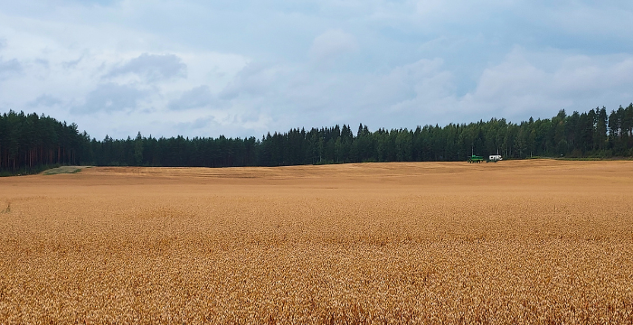 Peltomaisema, etualalla kauraa, taustalla kulkee traktori. Takana metsää ja taivasta.