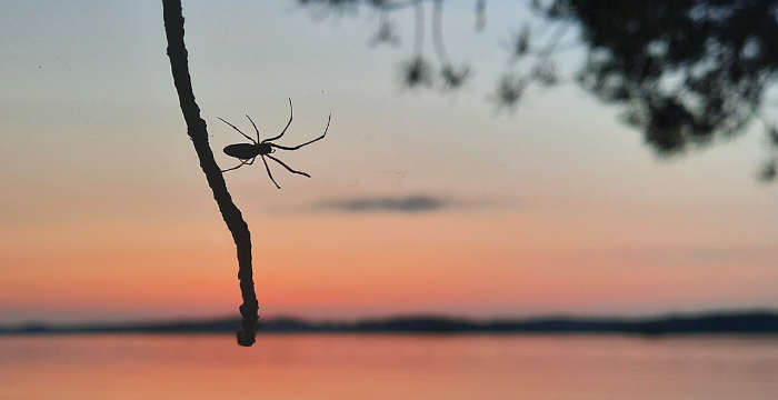 Hämähäkki tekee verkkoa puun oksalla, taustalla iltarusko.
