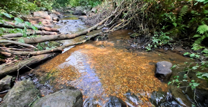 Matalassa purossa virtaa kirkasta vettä. Pohjalla näkyy puhdasta soraa ja suurempia kiviä, taustalla vedenpinnan yläpuolella on kaatunut puu.
