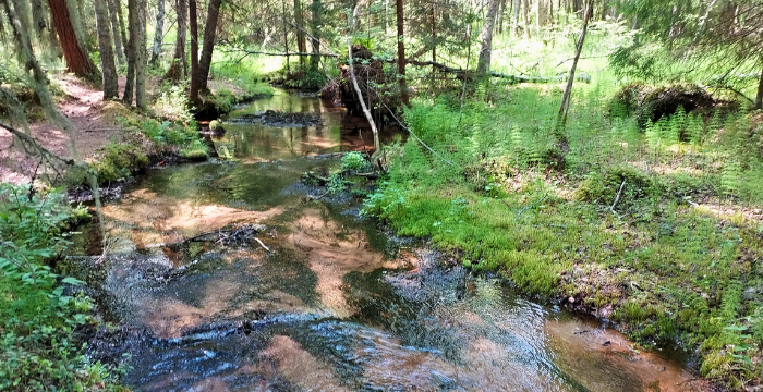 Hiekkapohjainen puro virtaa kasvillisuuden keskellä.